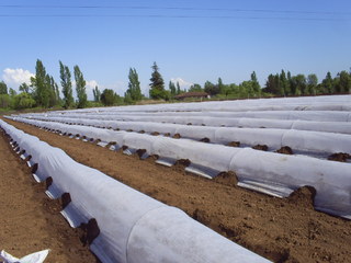 Zakrývací textilie 23g, 1,6x100m bílá