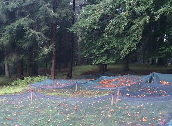 Síť na bukvice šířka 400 cm délka 100 m - bílá